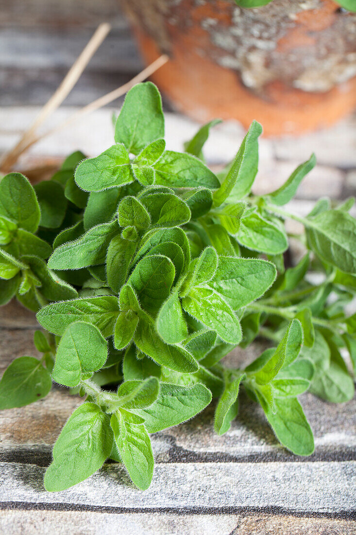 Origanum vulgare