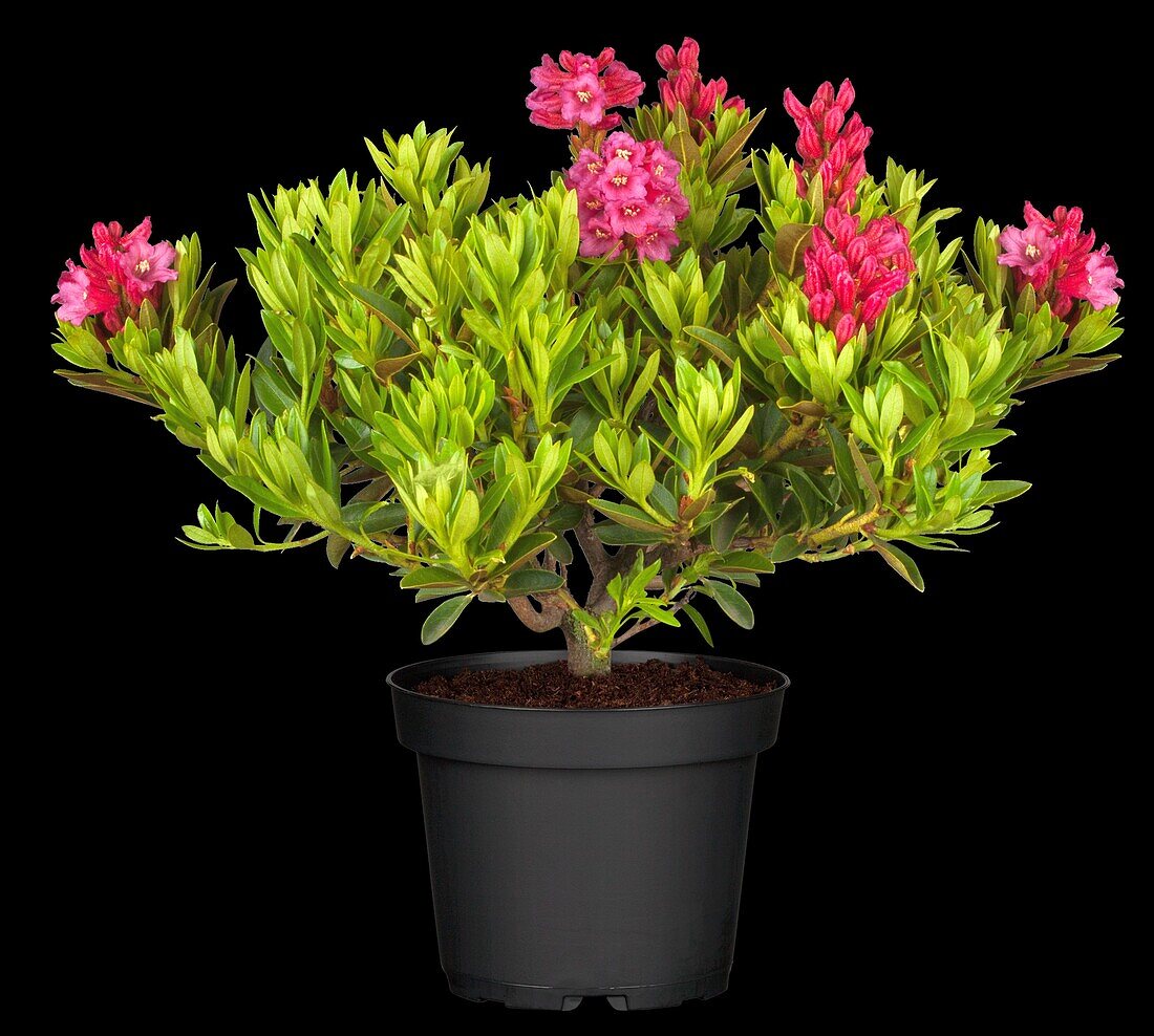 Rhododendron ferrugineum