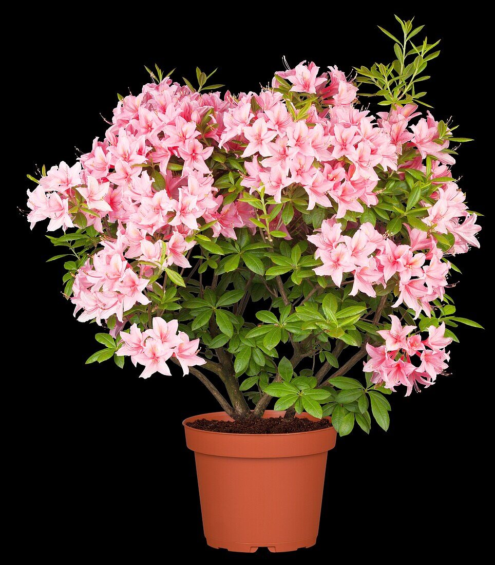 Rhododendron viscosum 'Jolie Madame