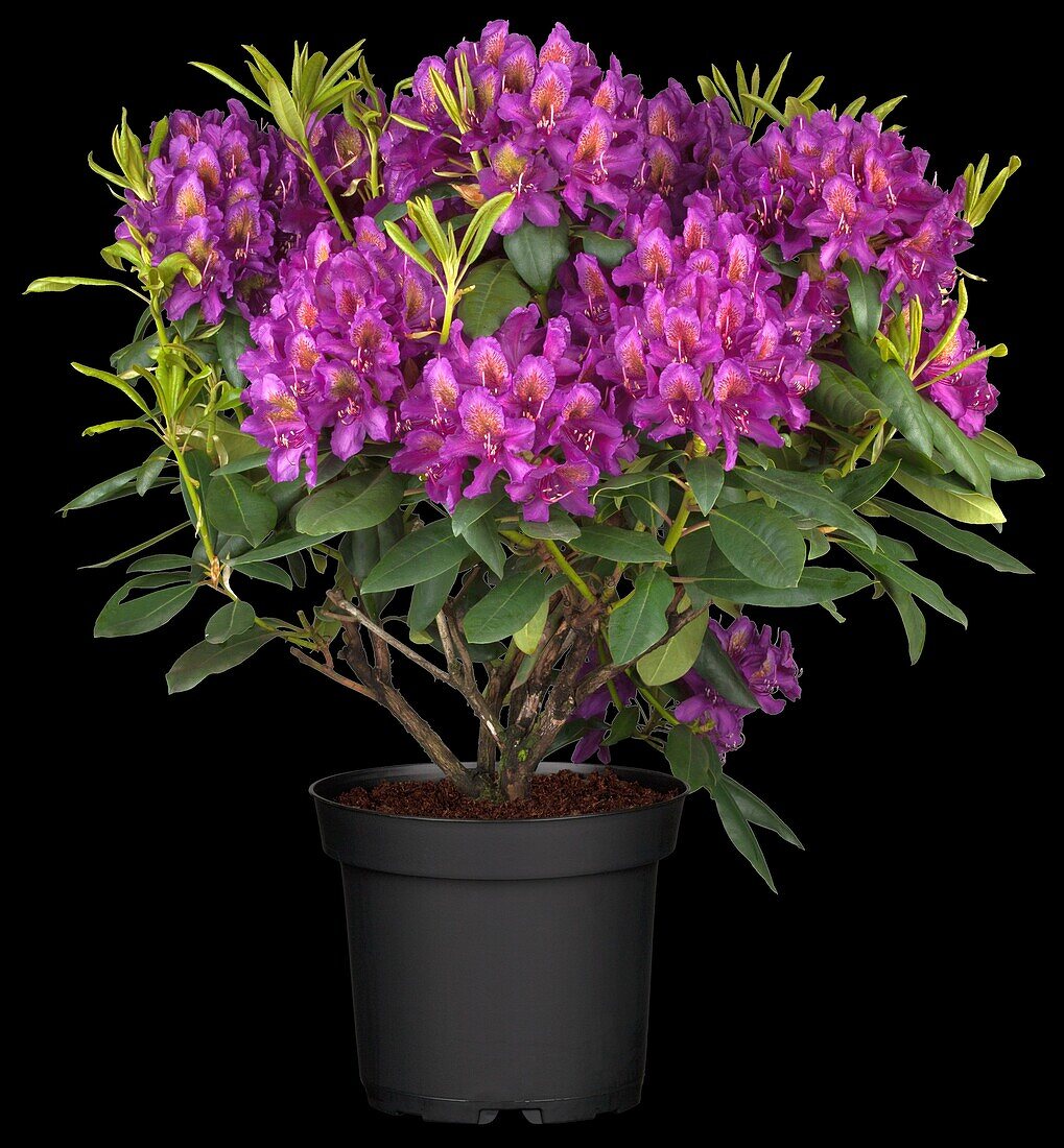 Rhododendron 'Marcel Menard'