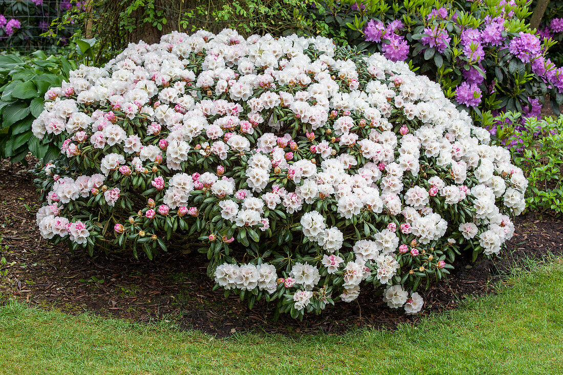 Rhododendron yakushimanum 'Koichiro Wada'