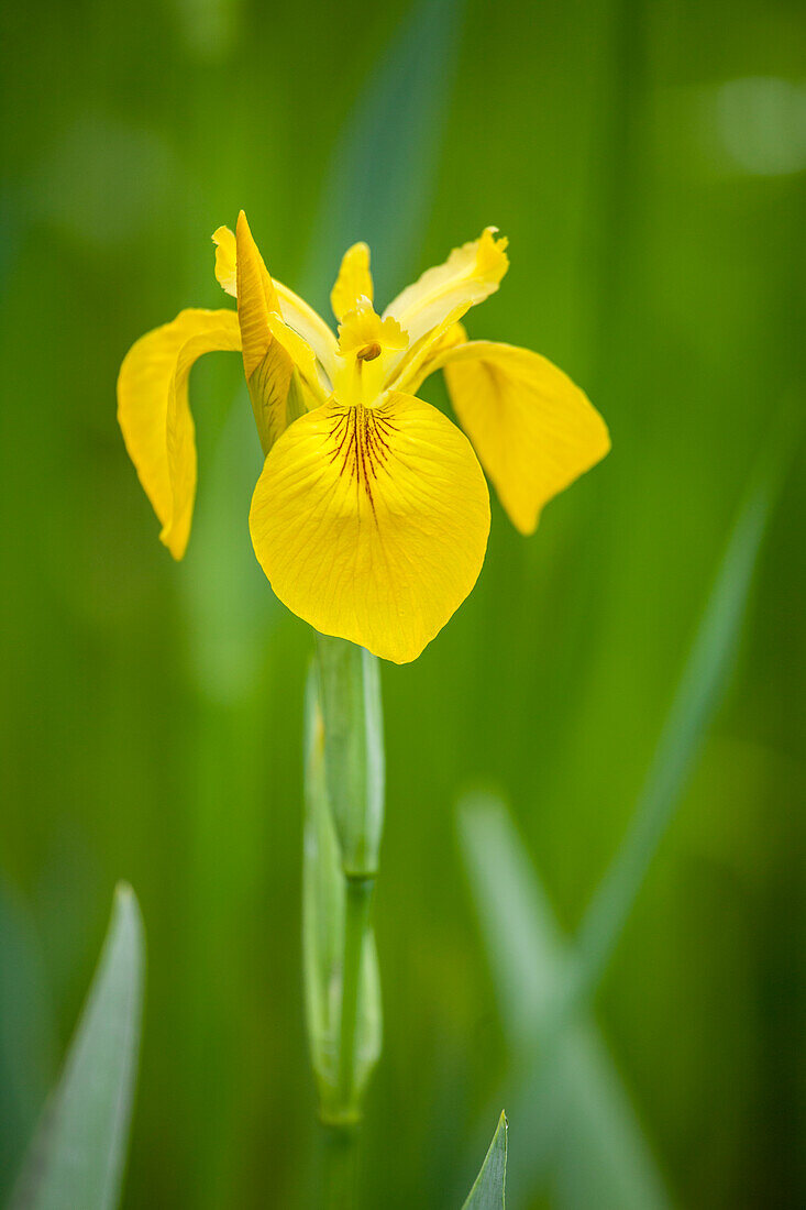 Iris