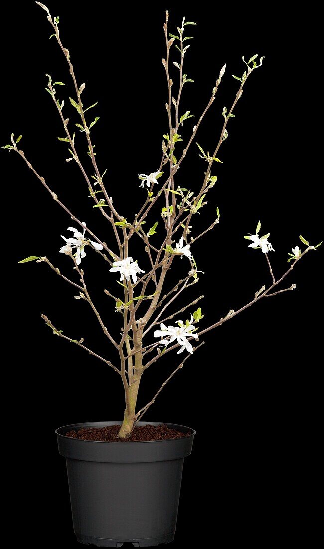 Magnolia stellata