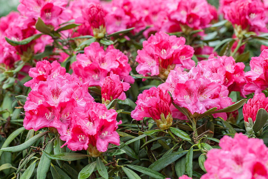 Rhododendron yakushimanum 'Sneezy'