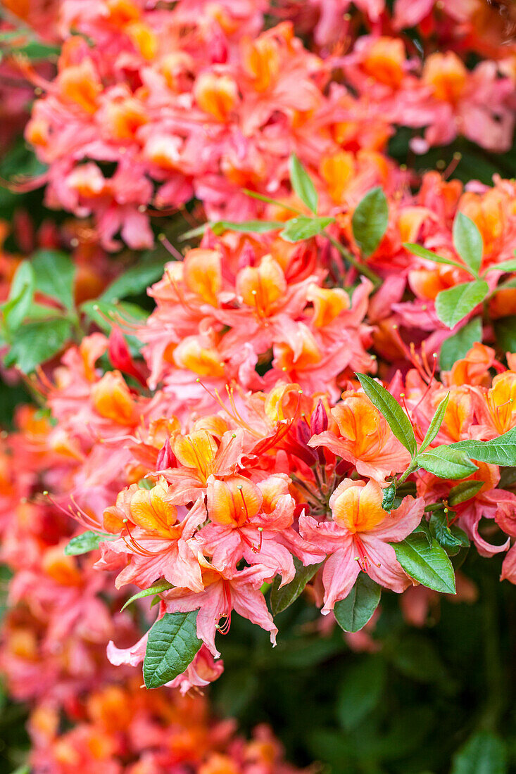 Rhododendron luteum 'Esmeralca'