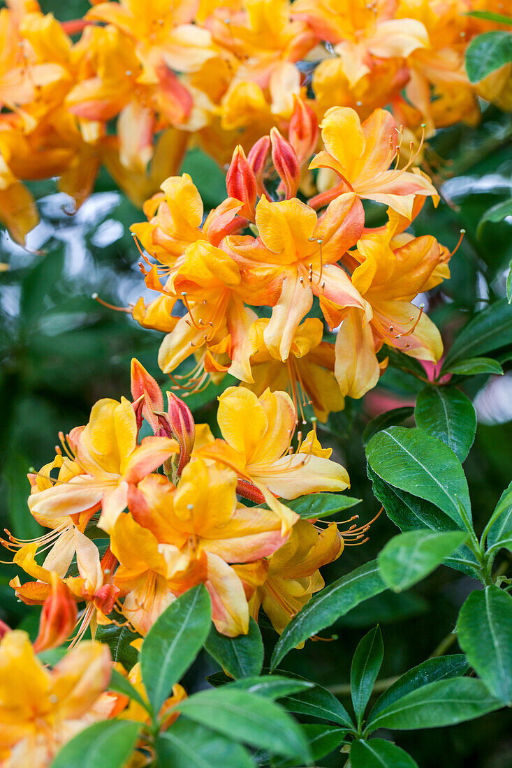 Rhododendron luteum 'Goldlack