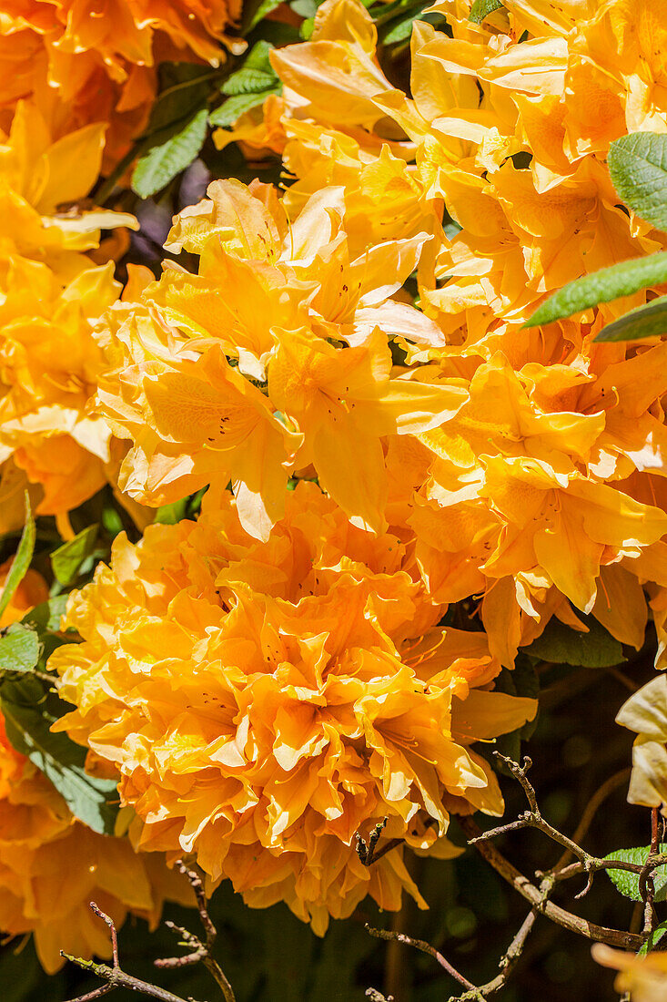 Rhododendron molle, yellow