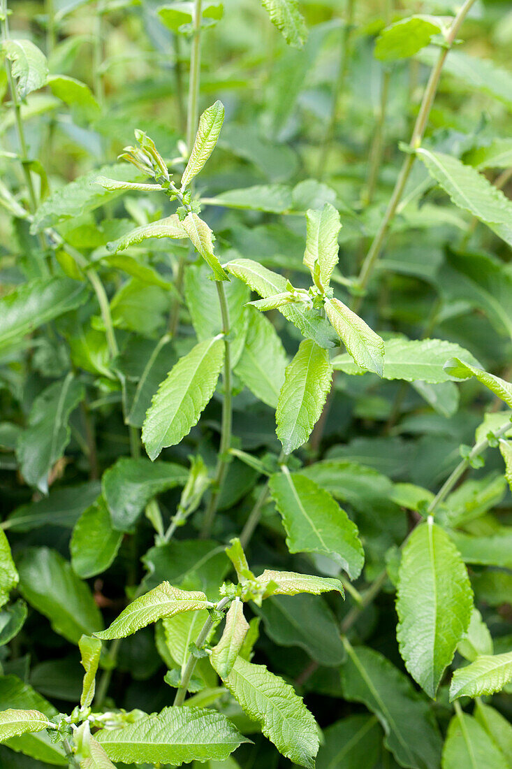 Salix cinerea