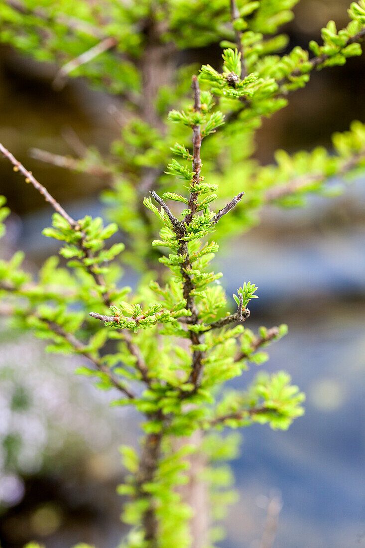 Taxodium distichum 'Peve Minaret'