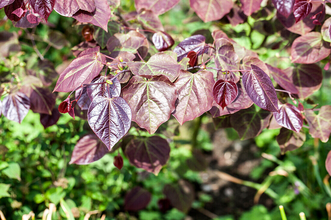 Cercis canadensis 'Forest Pansy'