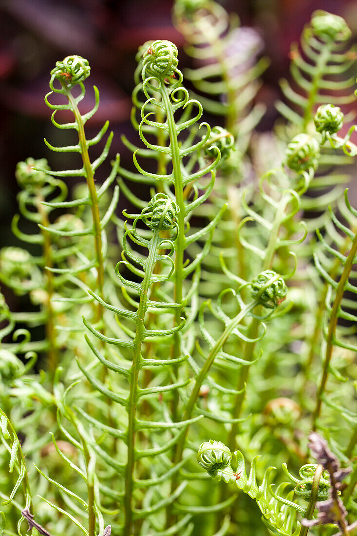 Blechnum spicant