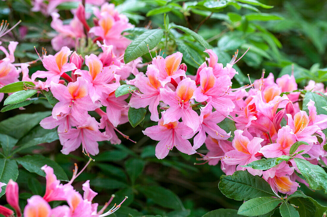 Rhododendron luteum 'Pucella