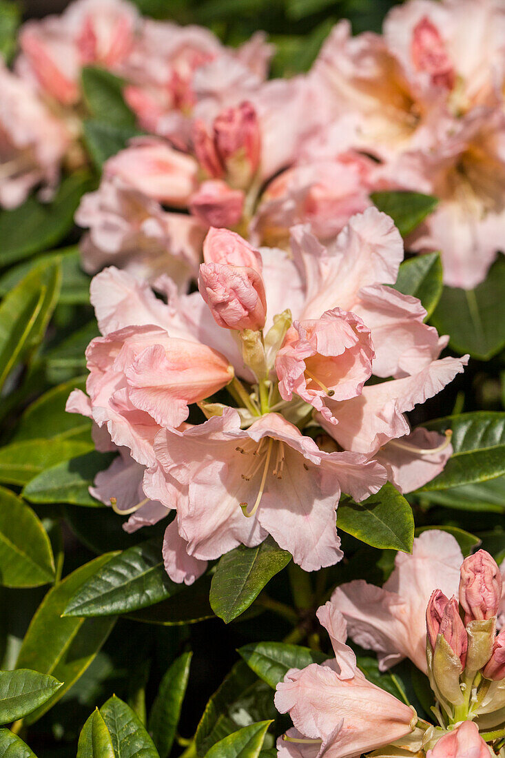 Rhododendron 'Karamelcocktail'