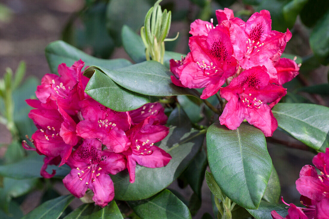 Rhododendron 'Nova Zembla'