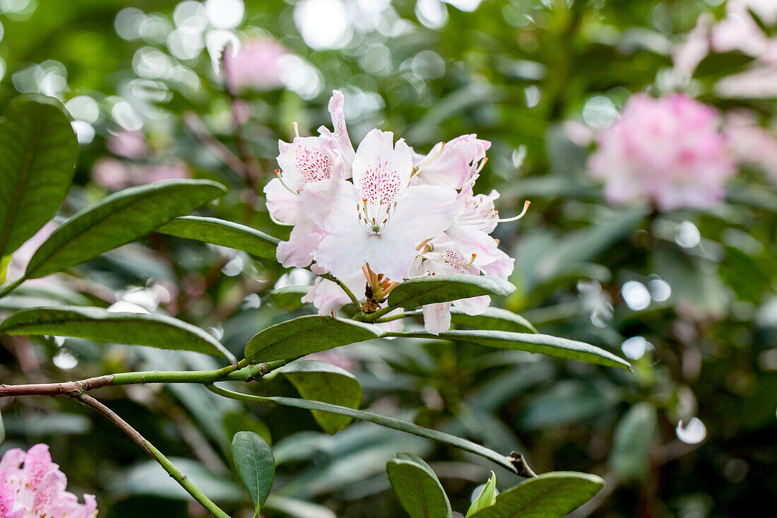 Rhododendron 'Pink Flair