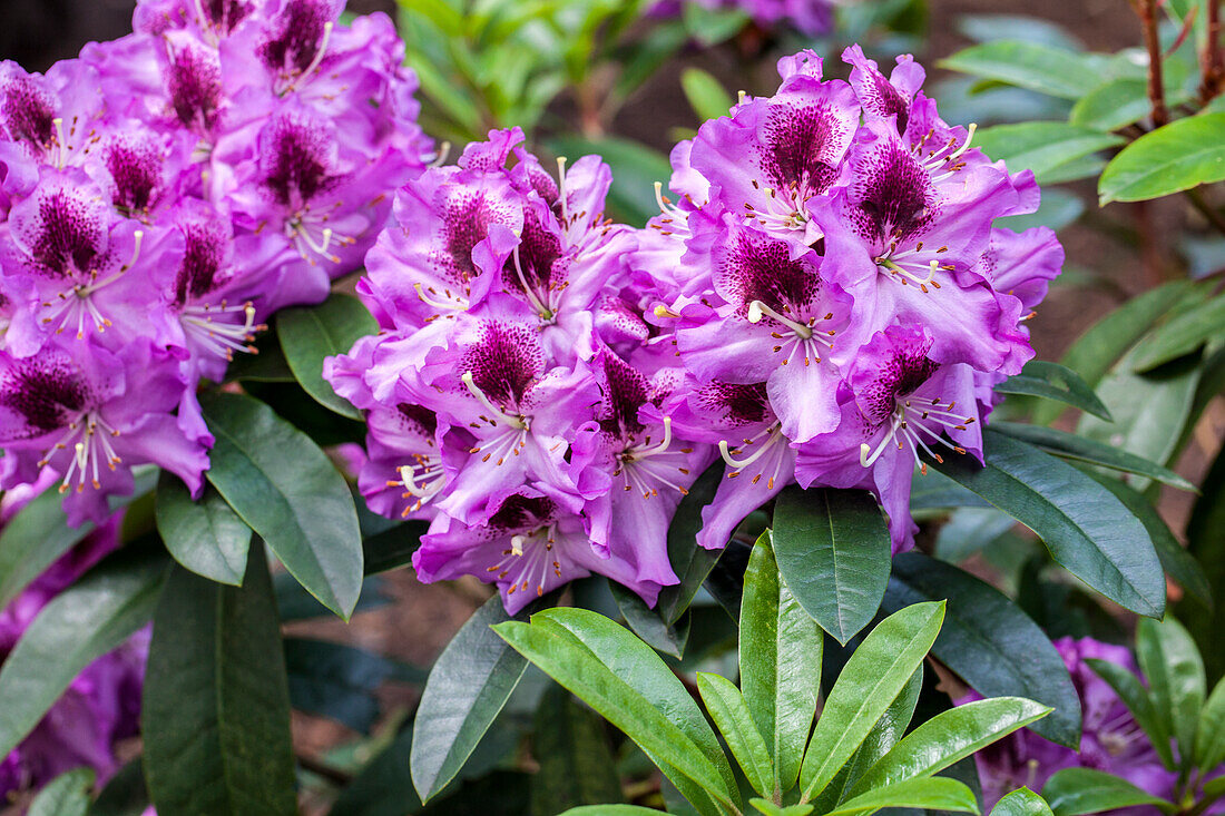 Rhododendron 'Pfauenauge'®