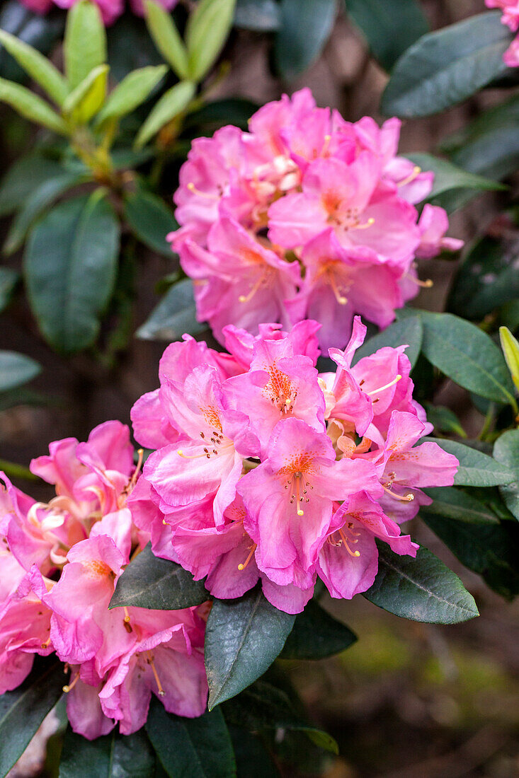 Rhododendron 'Henri Nannen'