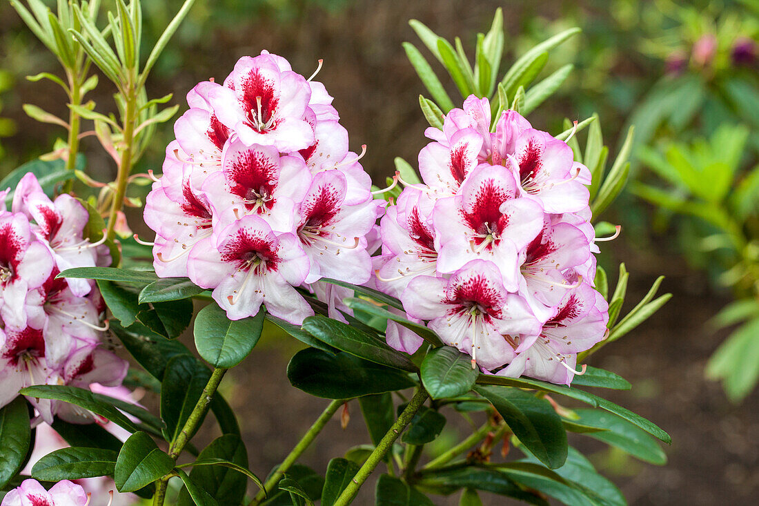 Rhododendron 'Cassata'