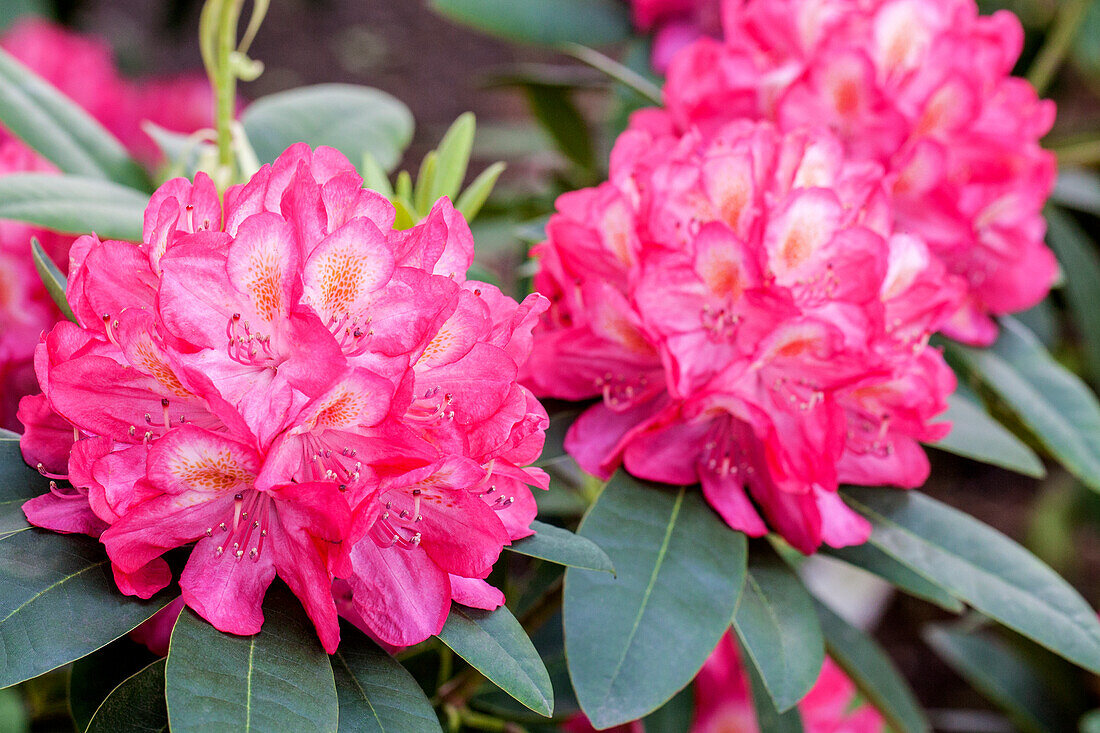 Rhododendron Souvenir of Anthony Waterer