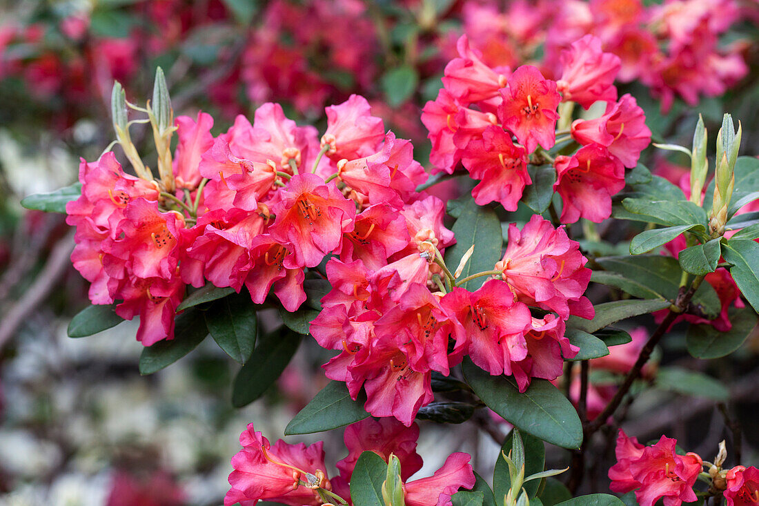 Rhododendron 'Evening Sun