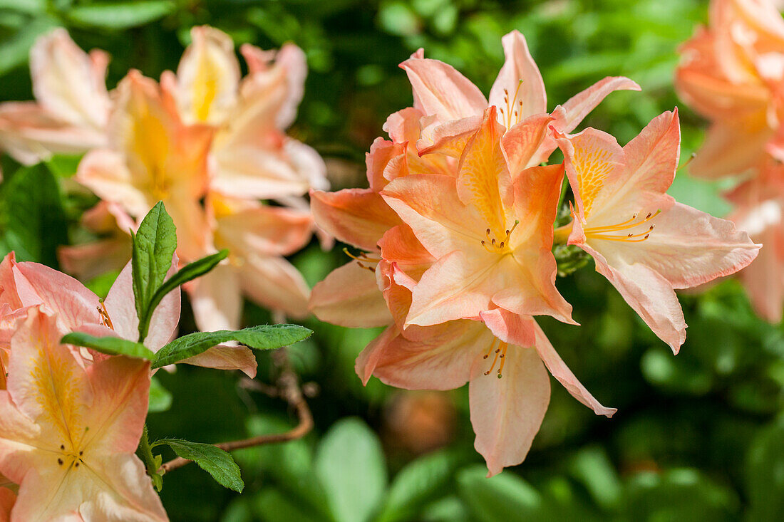 Rhododendron molle 'Hanny Felix'