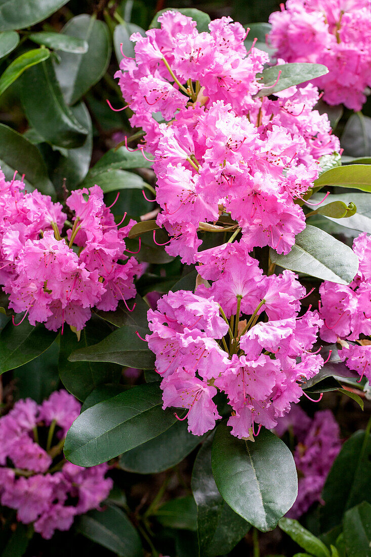 Rhododendron 'Sham's Candy'
