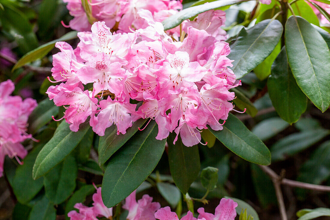 Rhododendron 'Sham's Juliet'