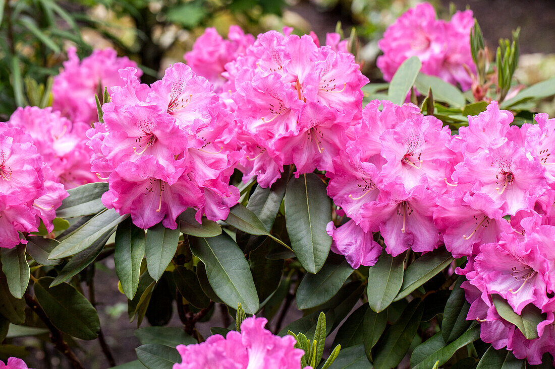 Rhododendron 'Parker´s Pink'