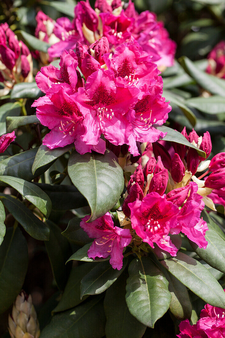 Rhododendron General D. Eisenhower