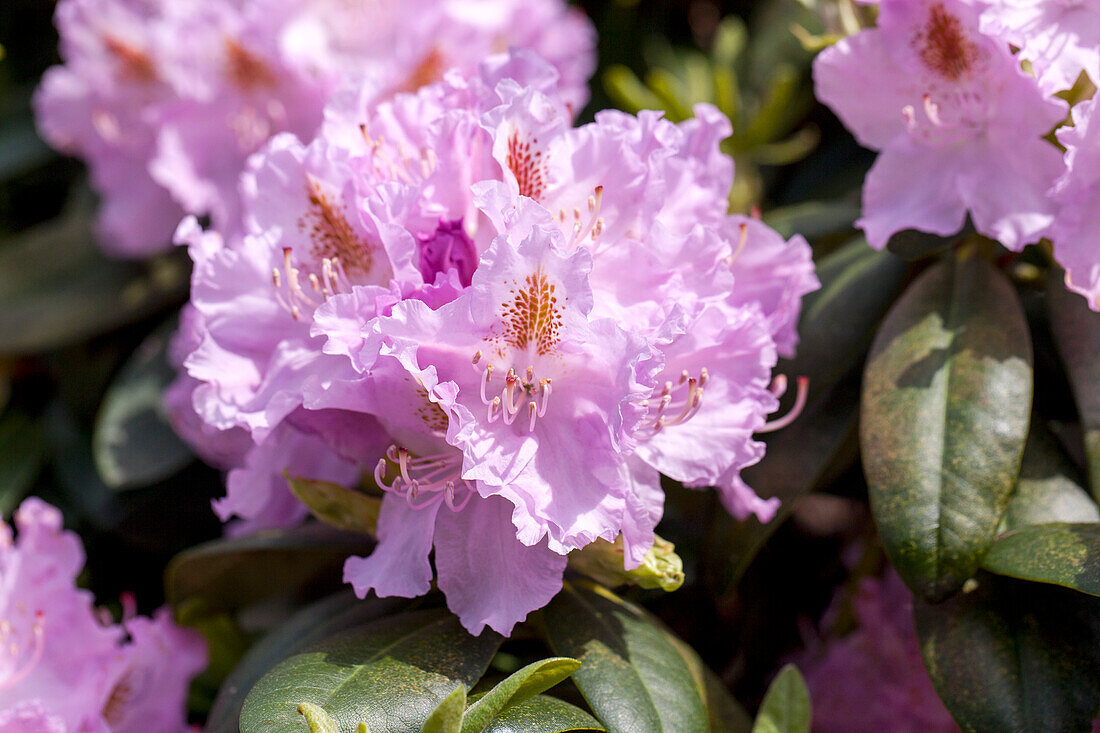 Rhododendron 'Humboldt'