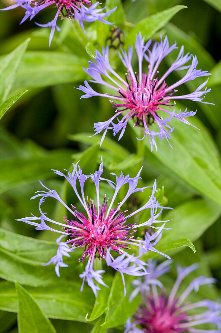 Centaurea montana