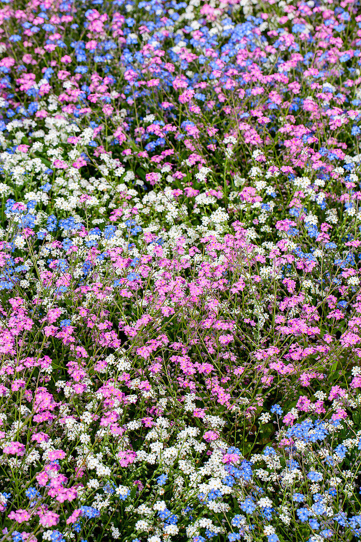 Myosotis sylvatica 