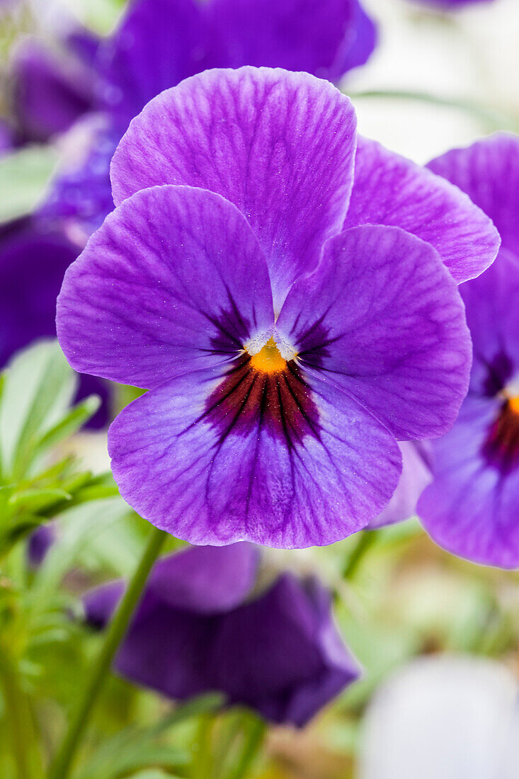 Viola cornuta, violett