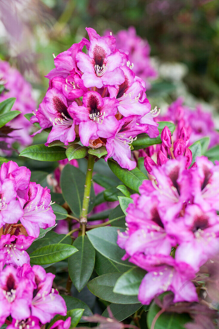 Rhododendron 'Diadem'