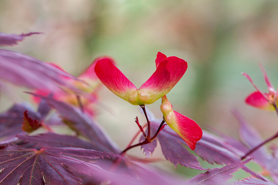 Acer palmatum 'Trompenburg