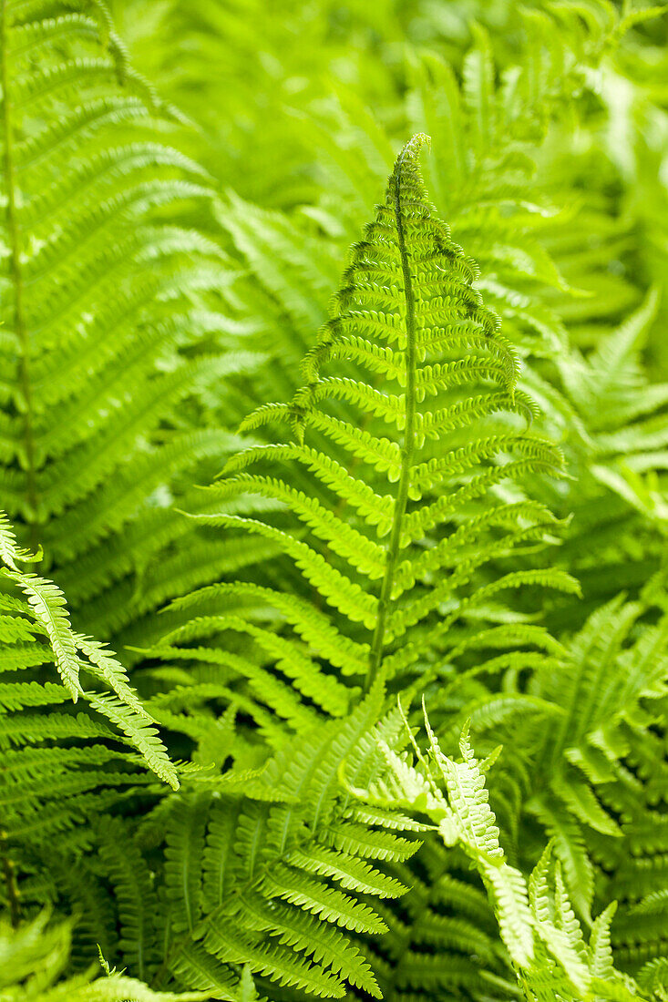 Athyrium filix-femina