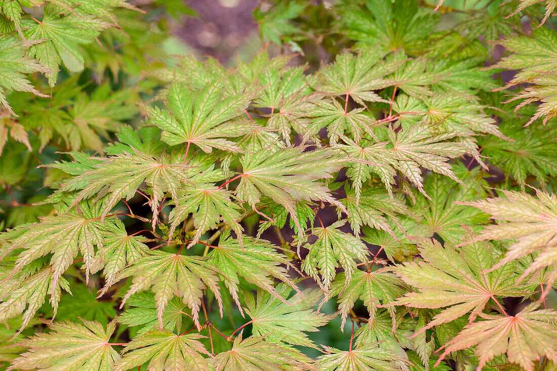 Acer palmatum Ariadne