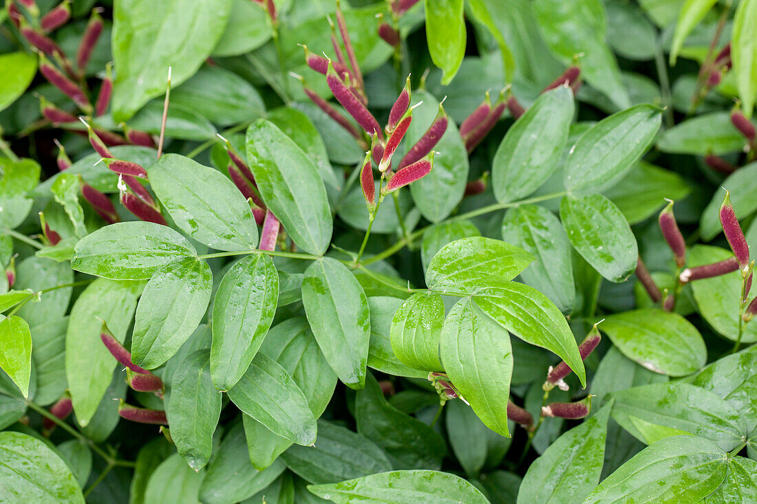 Lathyrus vernus