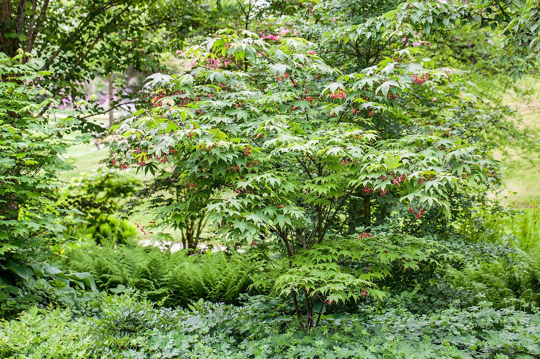 Acer palmatum 'Osakazuki'