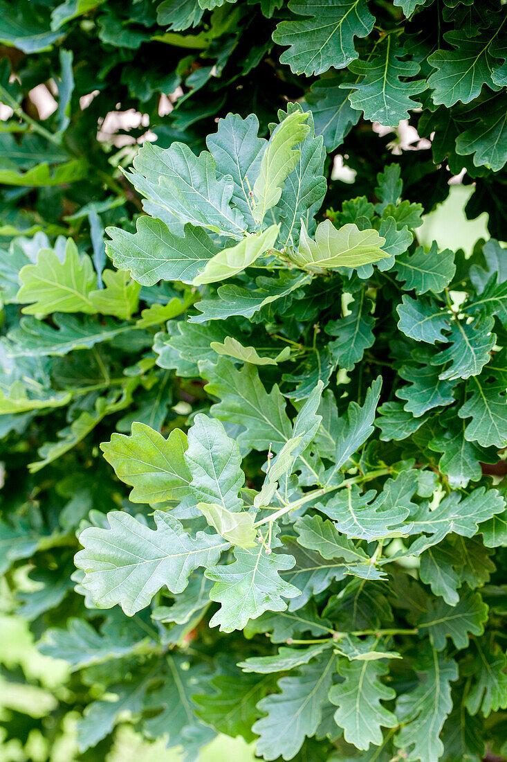 Quercus robur f. fastigiata