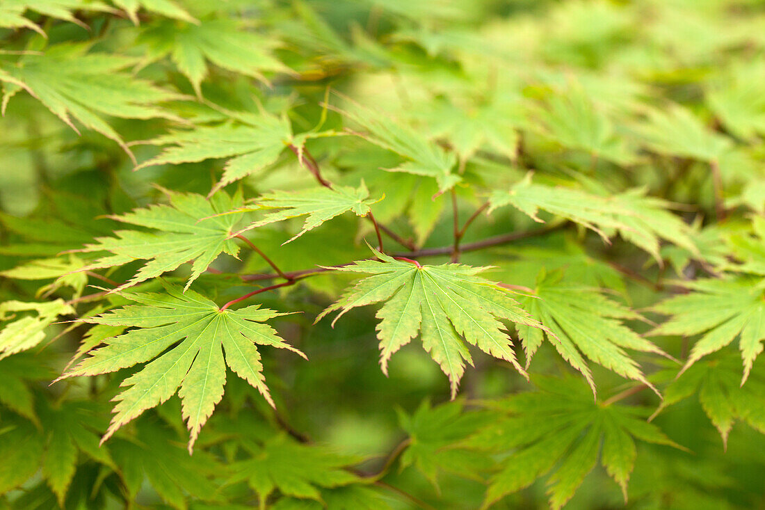 Acer palmatum 'Green Trompenburg'