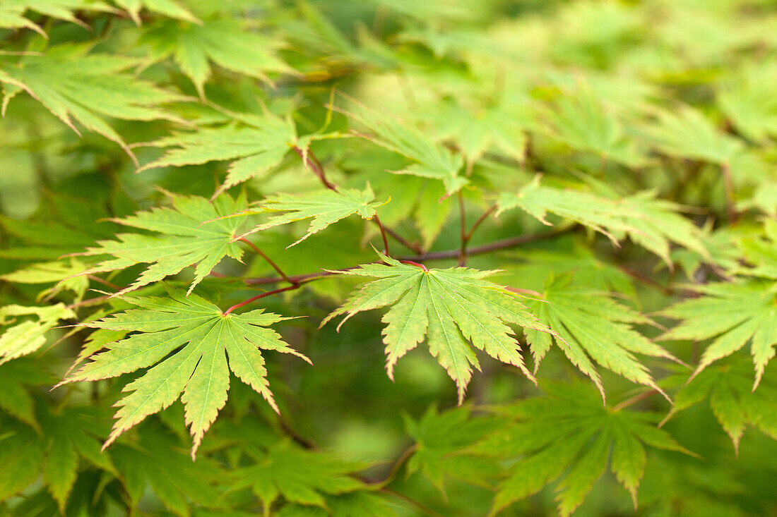 Acer palmatum Green Trompenburg