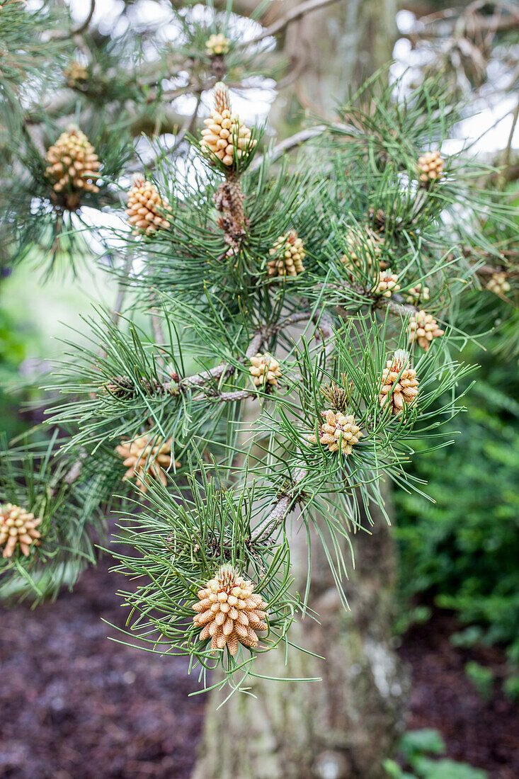 Pinus heldreichii