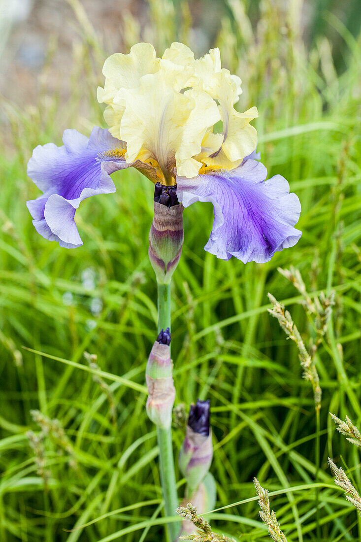 Iris x germanica