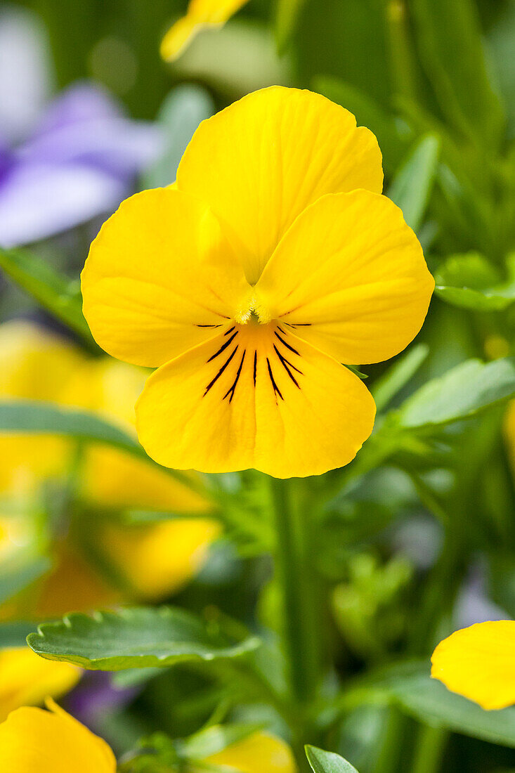 Viola cornuta