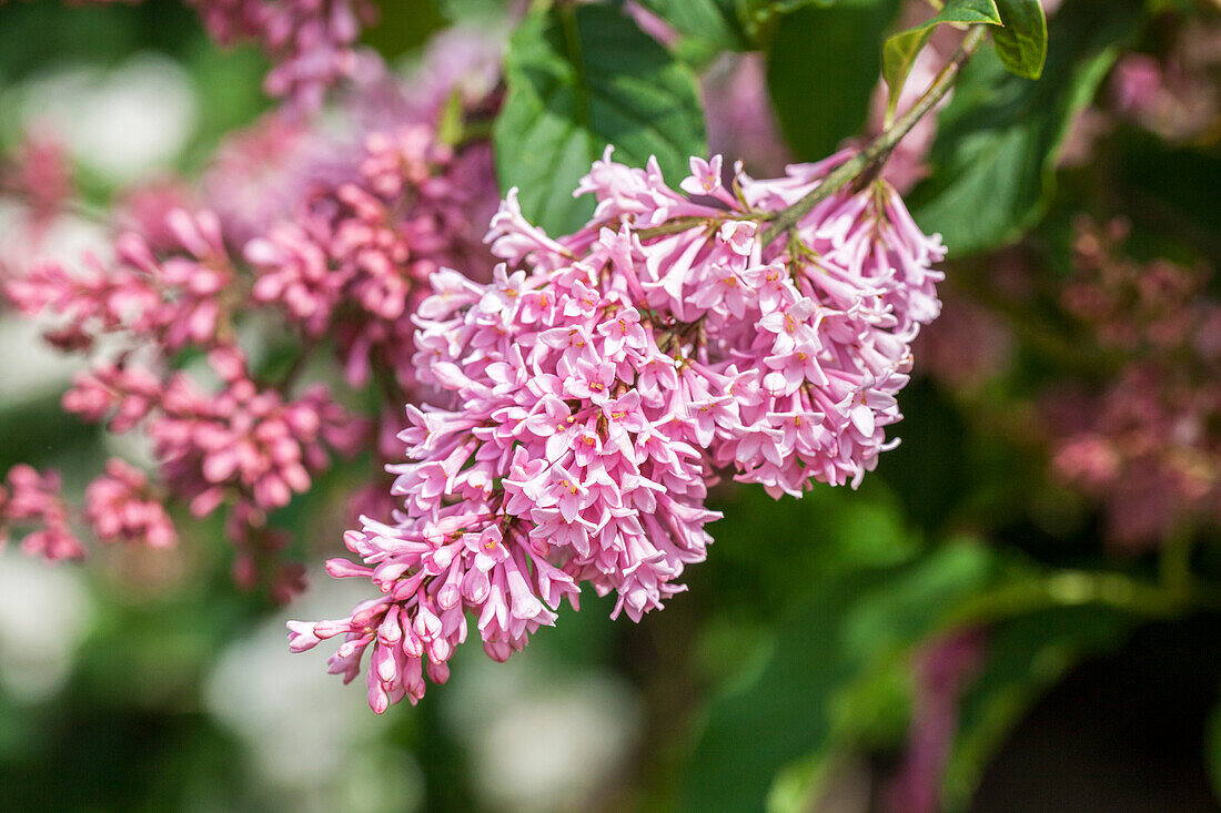 Syringa x prestoniae