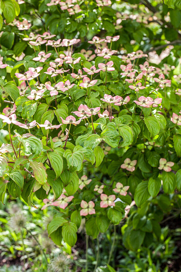 Cornus kousa