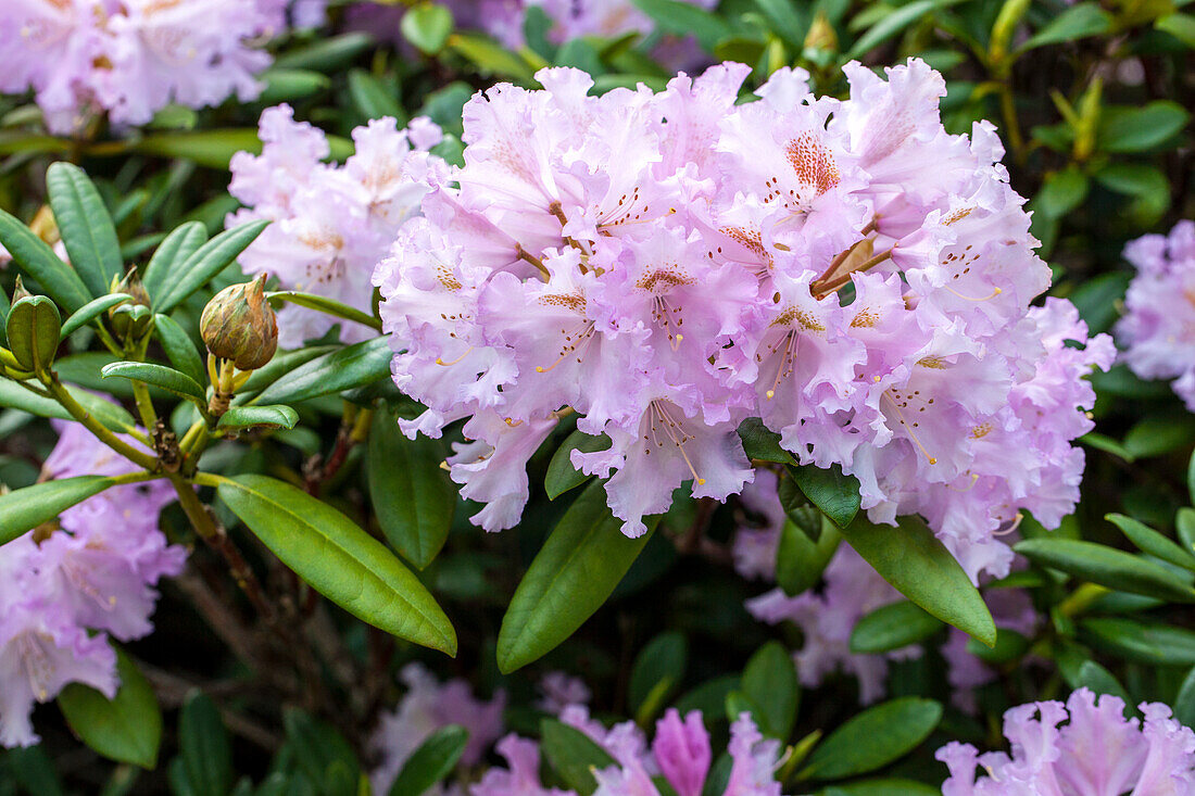 Rhododendron yakushimanum Lavender Charm