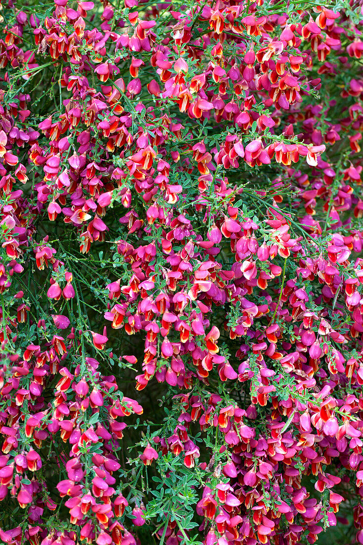 Cytisus scoparius Burkwoodii