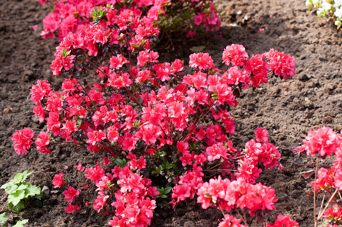 Rhododendron obtusum 'Maruschka'®